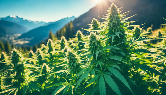 Cannabis Anbau 101: Grundlagen für eine erfolgreiche Ernte